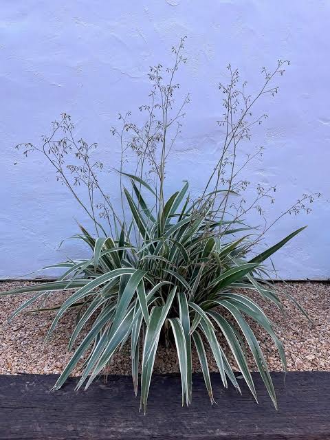 Dianella tasmanica 'Variegata'
