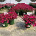 Dianthus 'Kahori'