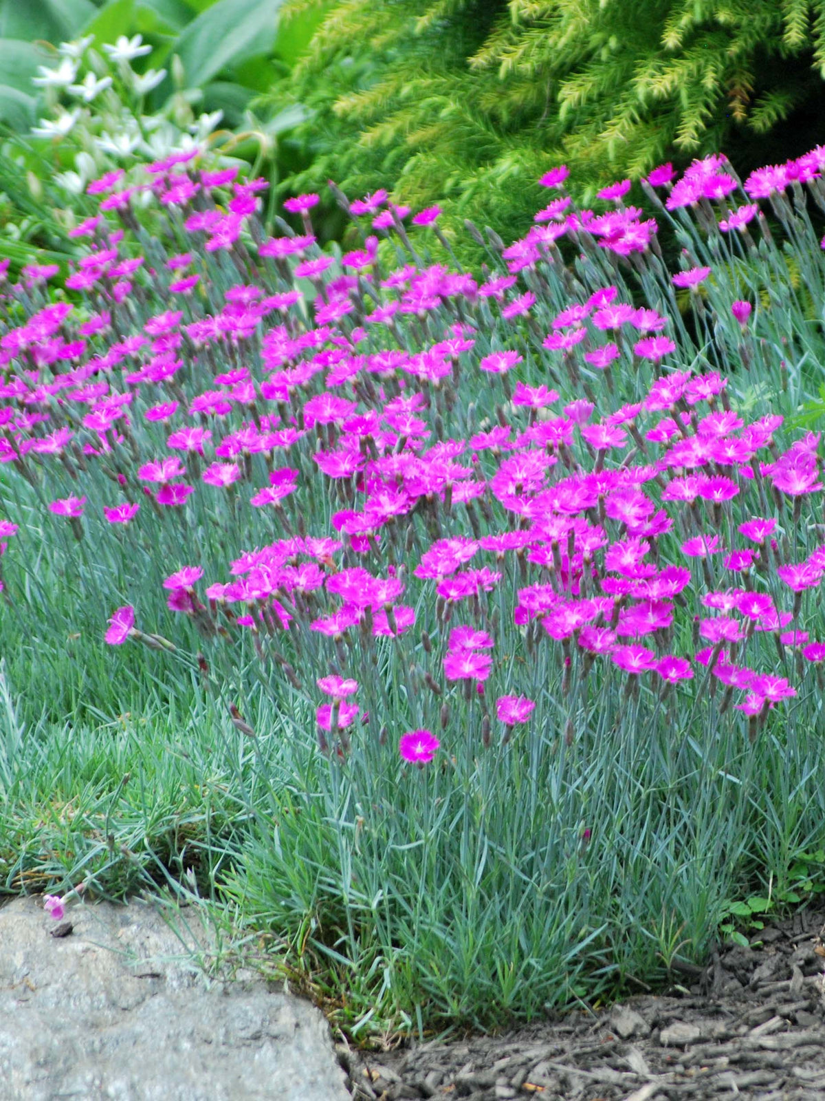 Dianthus gratianopolitanus 'Firewitch'