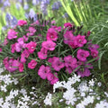 Dianthus × barbatus 'Everlast Neon Pink'
