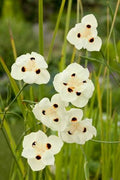 Dietes bicolor