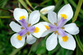 Dietes iridioides