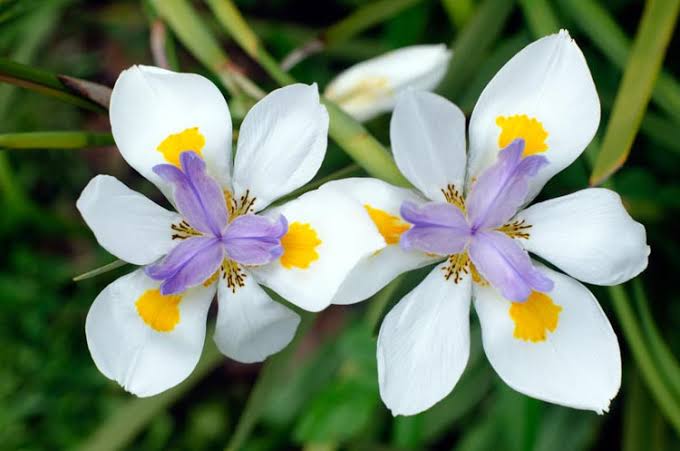 Dietes iridioides
