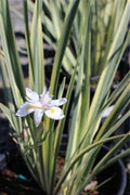 Dietes iridioides 'Variegata'