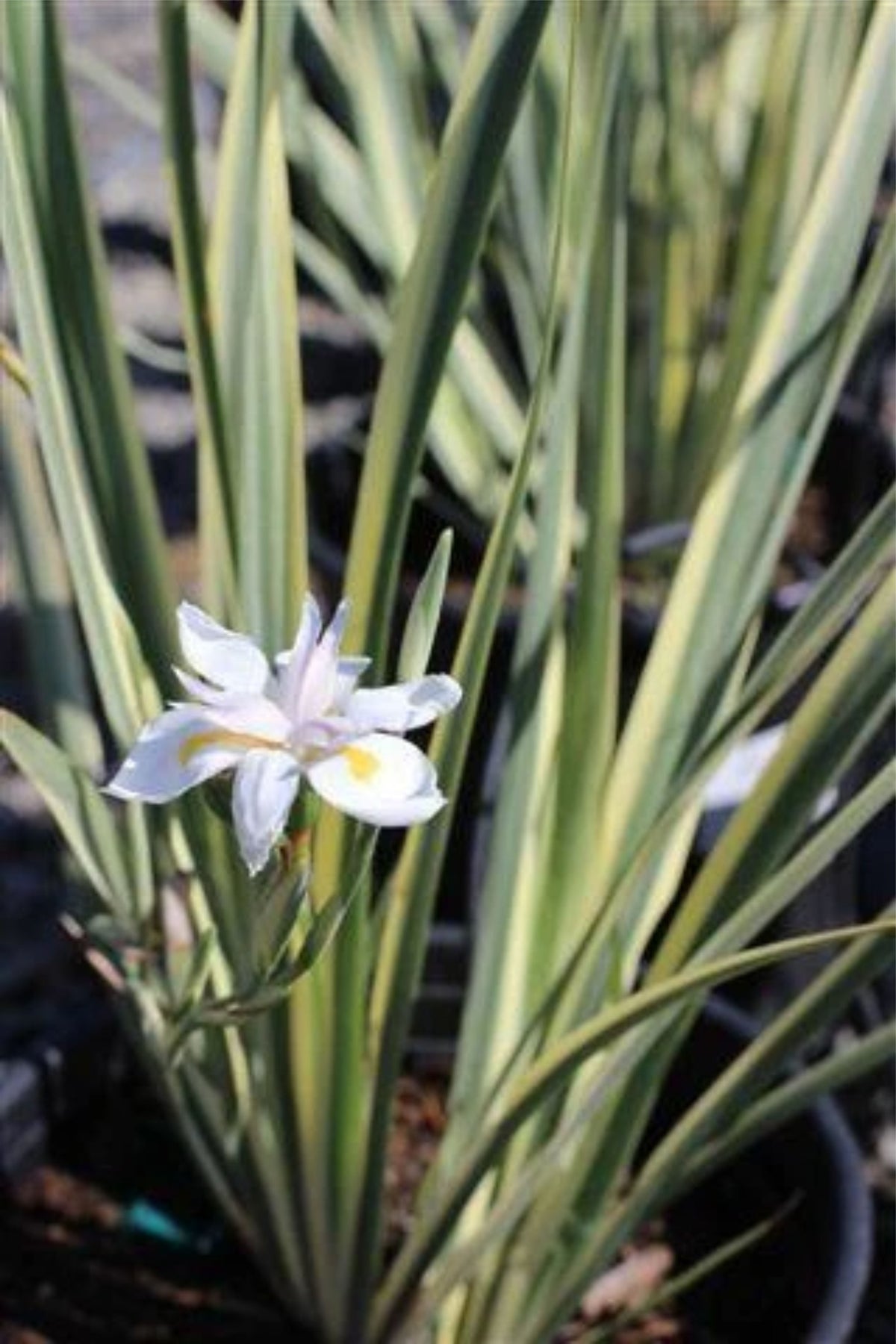 Dietes iridioides 'Variegata'