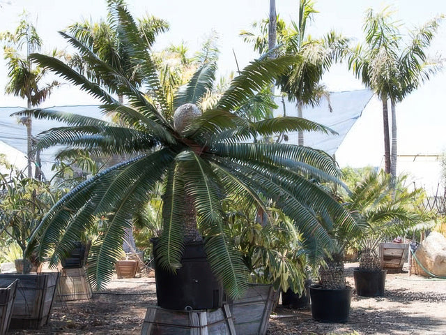 Dioon spinulosum in Milpitas