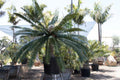 Dioon spinulosum