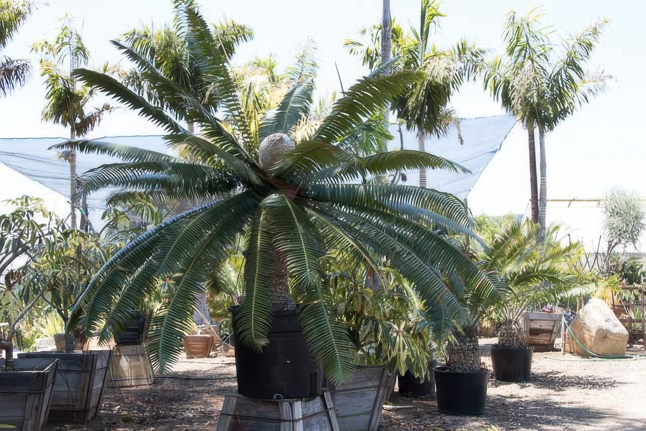 Dioon spinulosum