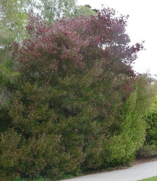 Dodonaea viscosa 'Purpurea' (column form)