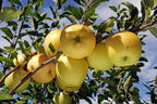 Malus domestica 'Dorsett Gold'