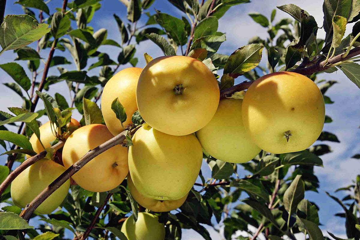 Malus domestica 'Dorsett Gold'