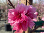 Prunus persica 'Double Delight'