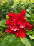 Hibiscus × rosa-sinensis 'Double Red'