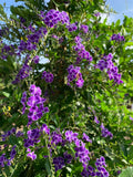 Duranta erecta 'Sweet Memory'
