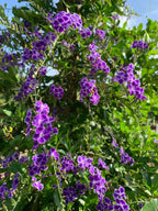 Duranta erecta 'Sweet Memory'
