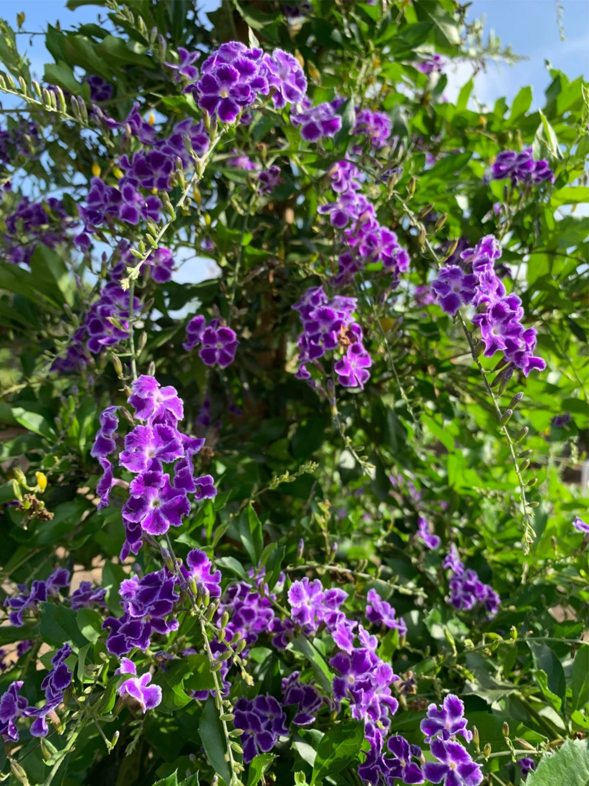 Duranta erecta 'Sweet Memory'