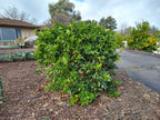 Citrus × latifolia 'Bearss' (decorative form)