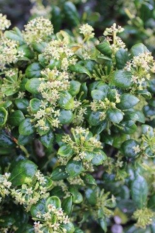 Ilex cornuta 'Burfordii Nana'