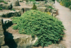 Juniperus procumbens 'Nana'