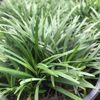 Ophiopogon japonicus 'Nana'