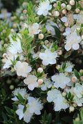 Myrtus communis 'Compacta'