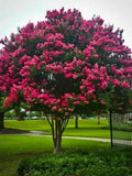 Lagerstroemia indica 'Nana Rosea' ('Dwarf Pink')