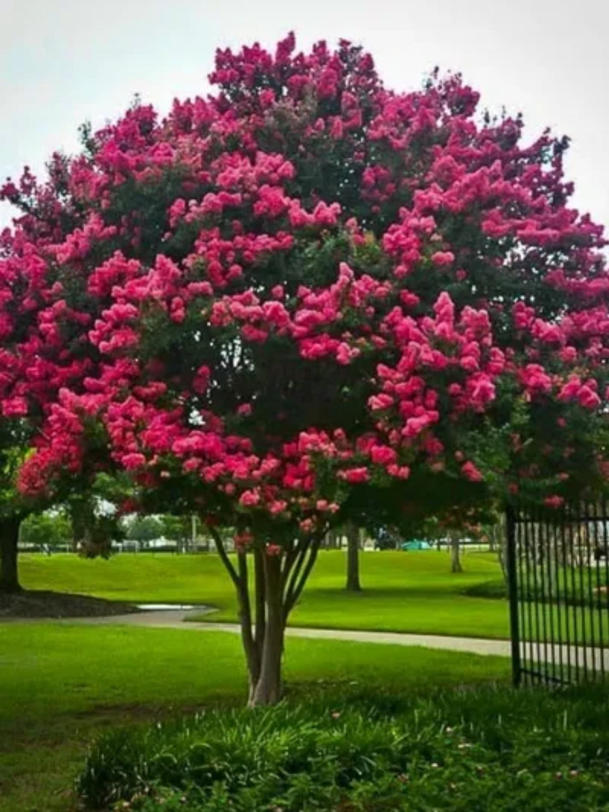 Lagerstroemia indica 'Nana Rosea' ('Dwarf Pink')