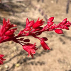 Hesperaloe parviflora 'Dwarf Red'