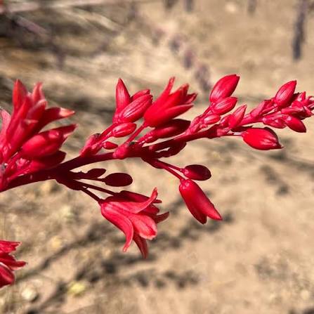 Hesperaloe parviflora 'Dwarf Red'