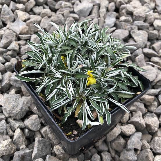 Dymondia margaretae