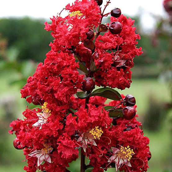 Lagerstroemia indica 'Whit II' ('Dynamite') (multi-stem form)