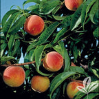 Prunus persica 'Earligrande'