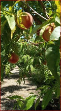 Prunus persica 'Earlitreat'