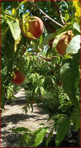 Prunus persica 'Earlitreat'