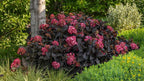 Hydrangea macrophylla 'Eclipse'