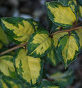 Elaeagnus pungens 'Variegata'