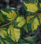 Elaeagnus pungens 'Variegata'
