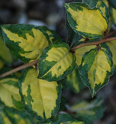 Elaeagnus pungens 'Variegata'