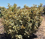 Elaeagnus × ebbingei 'Olive Martini'