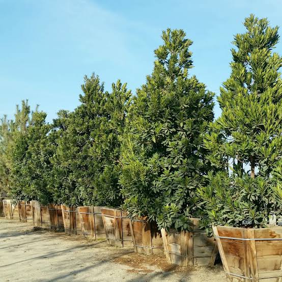 Elaeocarpus decipiens (column form)