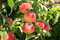 Prunus persica 'Elberta'