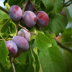 Prunus salicina 'Elephant Heart'