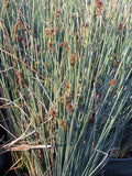 Juncus patens 'Elk Blue'