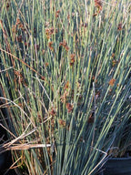 Juncus patens 'Elk Blue'