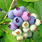 Vaccinium corymbosum 'Elliott'