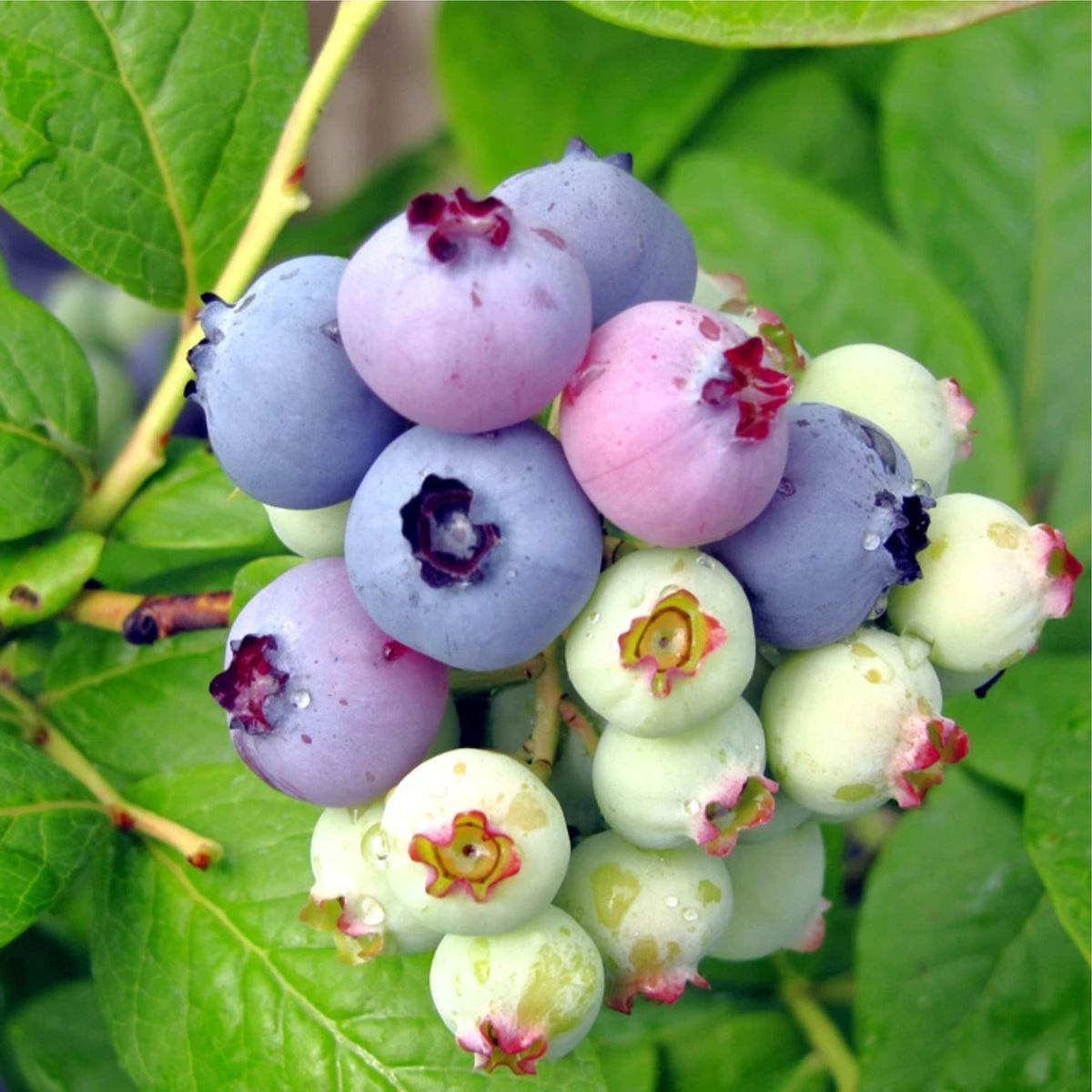 Vaccinium corymbosum 'Elliott'