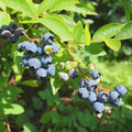 Vaccinium corymbosum 'Emerald'
