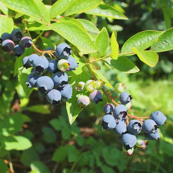 Vaccinium corymbosum 'Emerald'