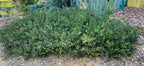 Arctostaphylos 'Emerald Carpet'