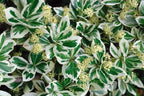 Euonymus fortunei 'Emerald Gaiety'